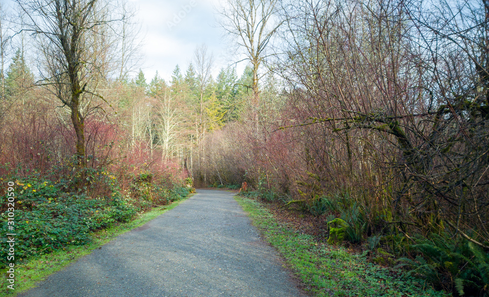 Fototapeta premium Images from the challenging Rattlesnake Ridge Trail with trees moss boulders plants logs fog trails mountains plants twigs and red leaves in washington state