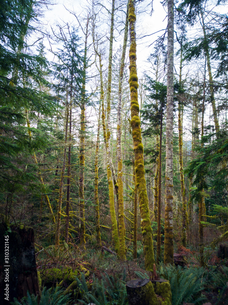 Fototapeta premium Images from the challenging Rattlesnake Ridge Trail with trees moss boulders plants logs fog trails mountains plants twigs and red leaves in washington state