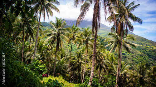 Fototapeta Naklejka Na Ścianę i Meble -  Palm trees on the mountain side of the volcanic island of Camiguin