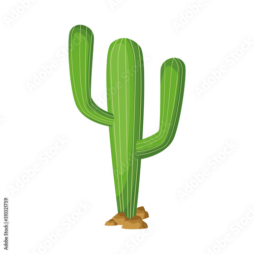 Isolated cactus plant vector design