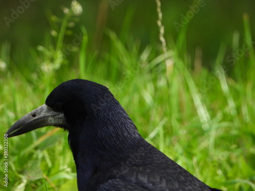 Birds are our friends.