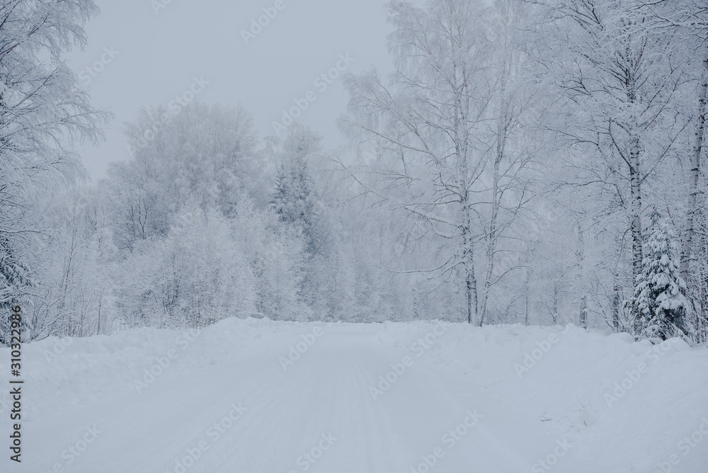 Snow fairy forest. Winter forest. Taiga snow forest. Snow fairy forest. Winter forest. Taiga snow forest.