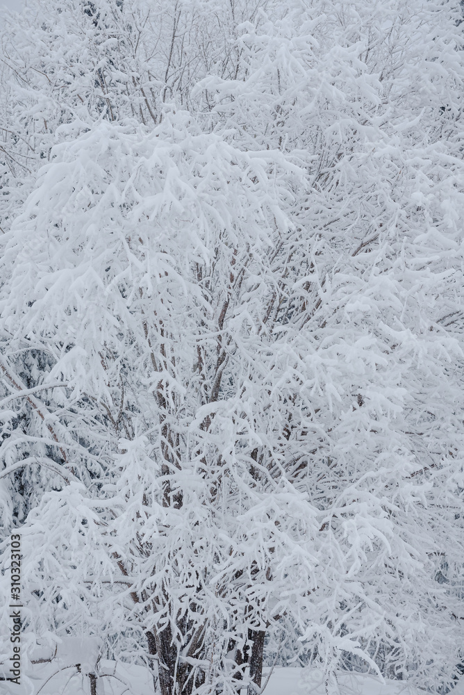 Snow fairy forest. Winter forest. Taiga snow forest. Snow fairy forest. Winter forest. Taiga snow forest.