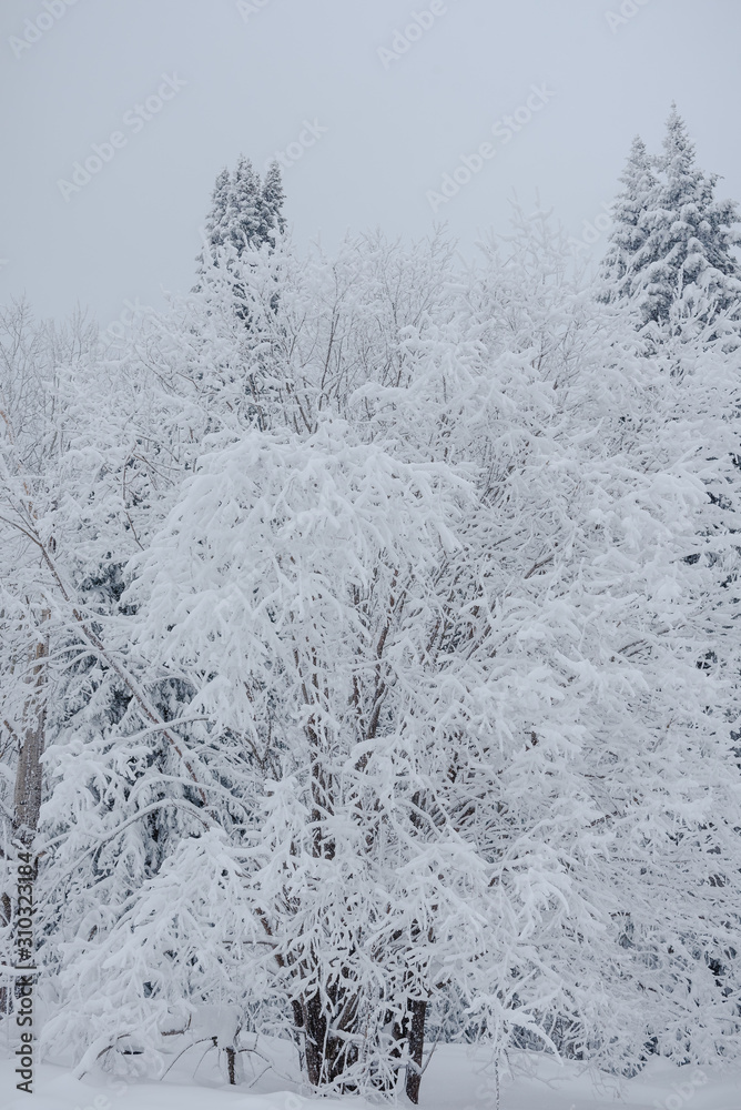 Snow fairy forest. Winter forest. Taiga snow forest. Snow fairy forest. Winter forest. Taiga snow forest.