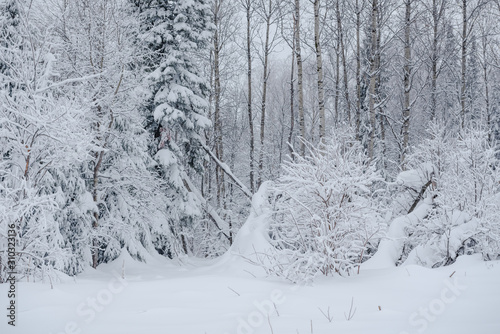Snow fairy forest. Winter forest. Taiga snow forest.