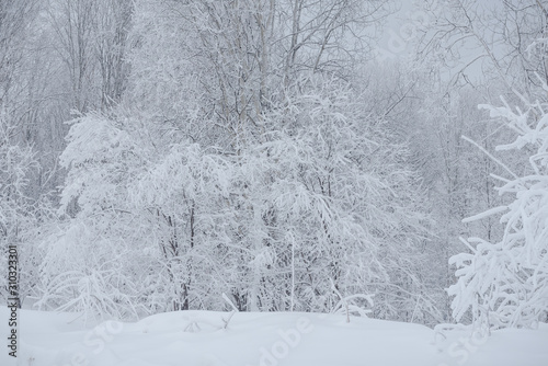 Snow fairy forest. Winter forest. Taiga snow forest.