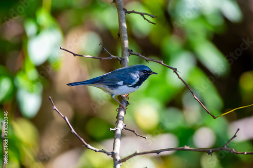 Black-throated Blue Warbler Perched in a Tree Looking Right photo