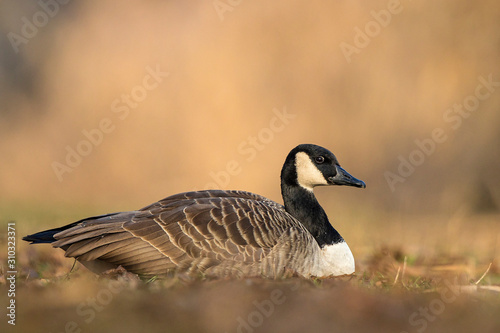 Canada Goose (Branta canadensis) sitting on meadow at lake shore, Baden-Wuerttemberg, Germany © Martin Grimm