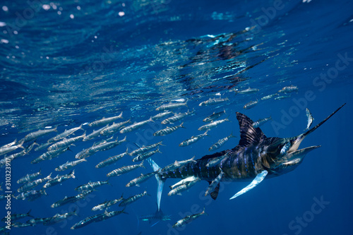 Striped Marlin Mexico Baja California マカジキ バハカリフォルニア半島