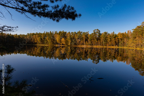 Golden Polish Autumn with reflection of the trees in Black Lake Niepolomice Forest Poland October 2019 photo