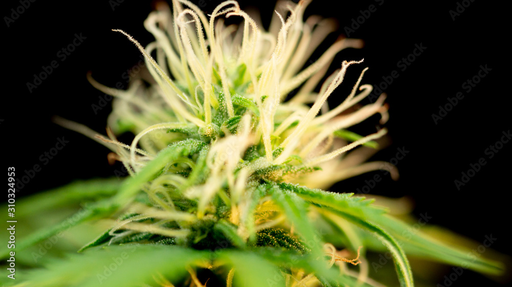 Cannabis Plant Weed Marijuana Bud Close Up in Black Background Cannabis Plant Weed Marijuana Bud Close Up in Black Background