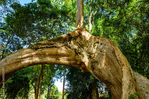 Amazing Sompong tree in Doi Phu Nang national park photo