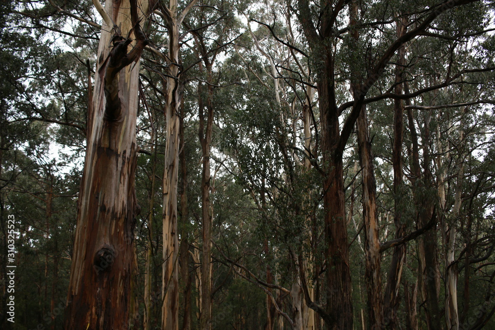 Fototapeta premium twisted branches of native old Eucalyptus gum trees in a heavily forested national park on a rainy winters day in Central Victoria, Australia