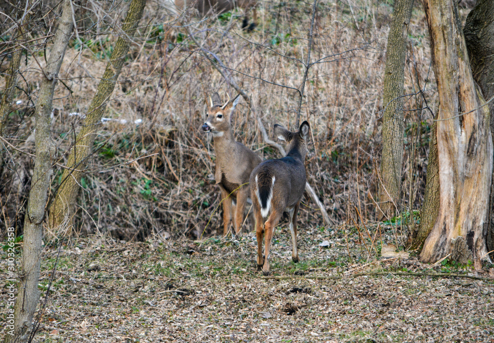 Rudolph, Baby Buck Rudolph, Baby Buck