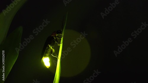 I took a video of the desperately glowing fireflies with a high sensitivity camera. photo