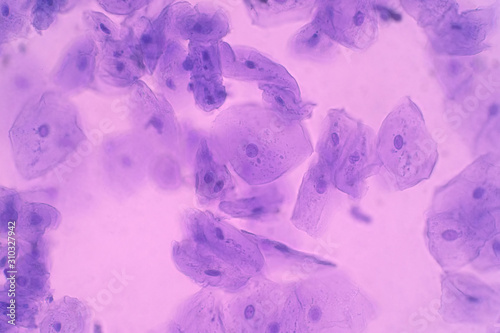 Human Cheek Epithelial Cells. The tissue that lines the inside of the mouth is known as the basal mucosa and is composed of squamous epithelial cells. photo