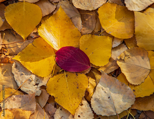 pile of colourful leaves of poplar tree (Populus spec.) in autumn colours, Heidelberg, Baden-Wurttemberg, Germany photo