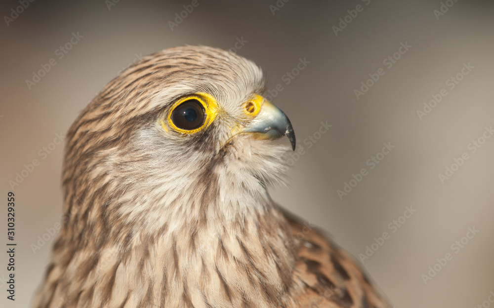 common kestrel with closed beak background light colors common kestrel with closed beak background light colors