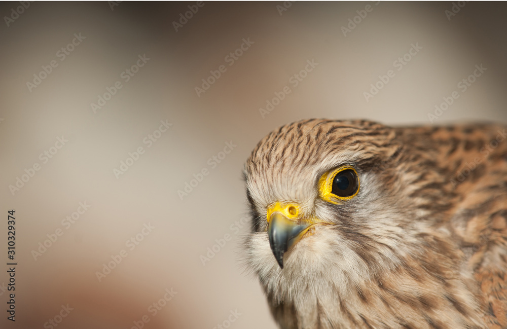 common kestrel with light colors background