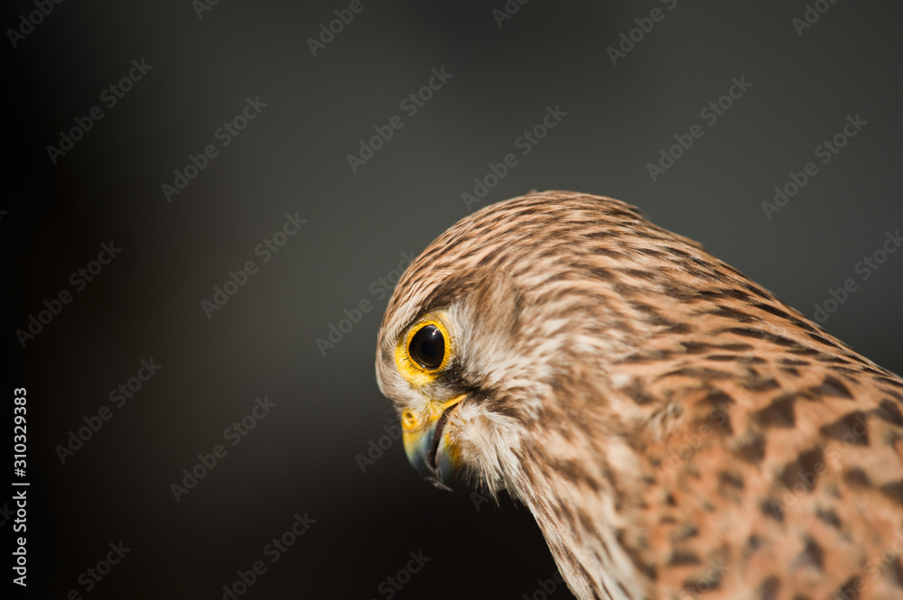 common kestrel with dark background common kestrel with dark background