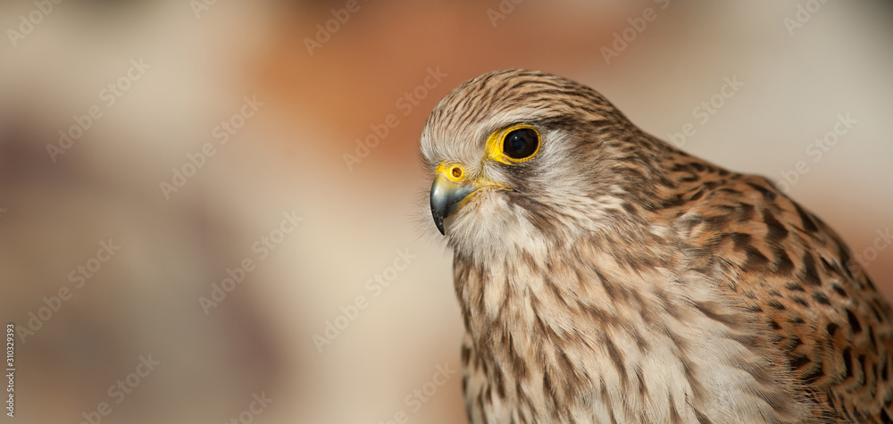 Fototapeta premium common kestrel with white background and soft orange and brown tones