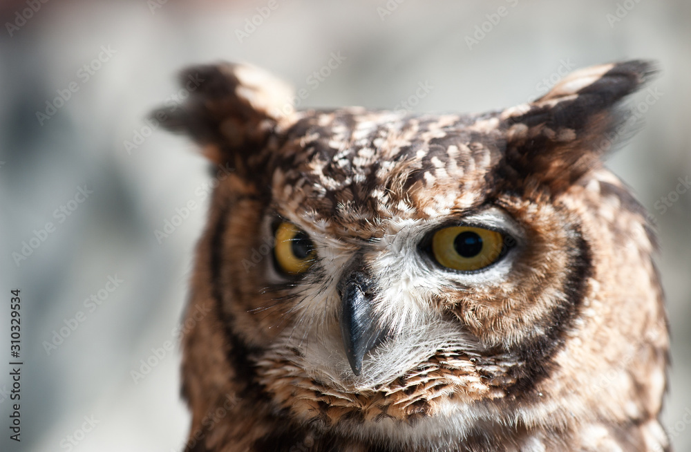 Fototapeta premium African owl eyes open beak closed aggressive look light background