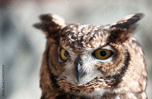 African owl eyes open beak closed aggressive look light background