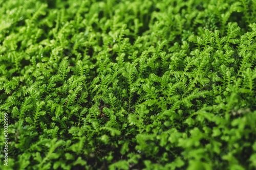 background of moss, extreme closeup