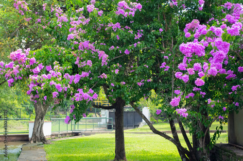 flowers in garden