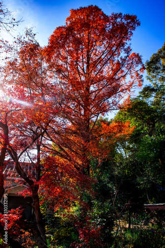 薦神社の紅葉