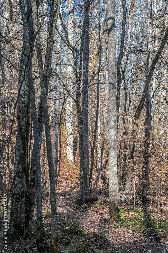trees trees