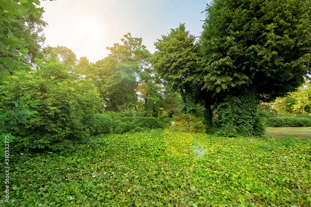 green plants in a park with green trees and a glade in ivy leaves with a sun flare on the sky, nobody in the garden.