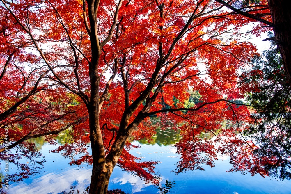 薦神社の紅葉 薦神社の紅葉