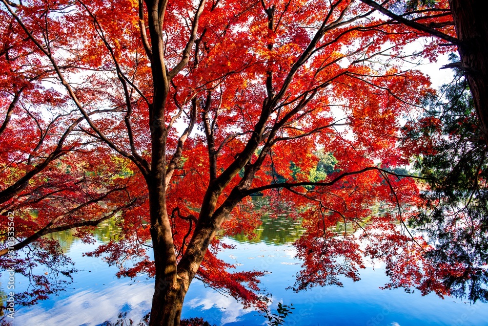 薦神社の紅葉