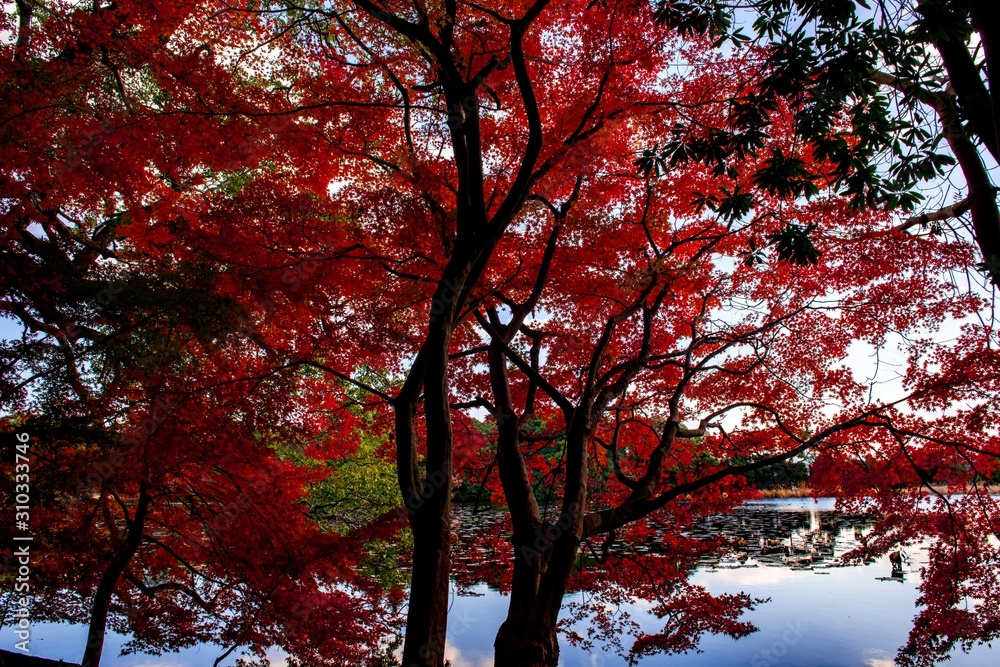 薦神社の紅葉 薦神社の紅葉