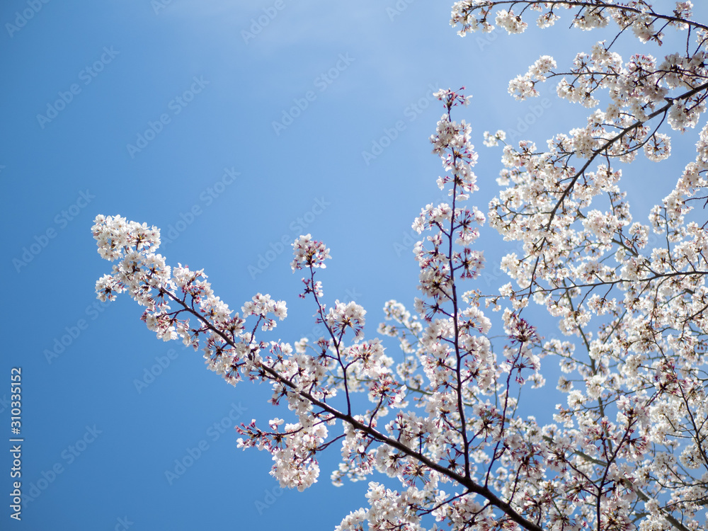青空の下、満開の桜