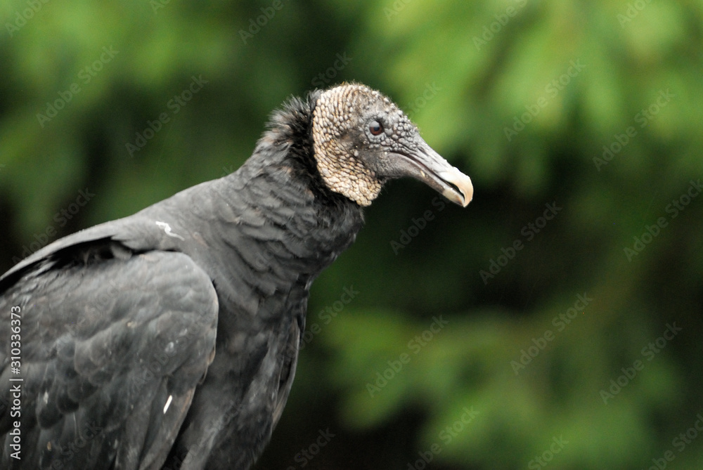 Fototapeta premium portrait of a vulture