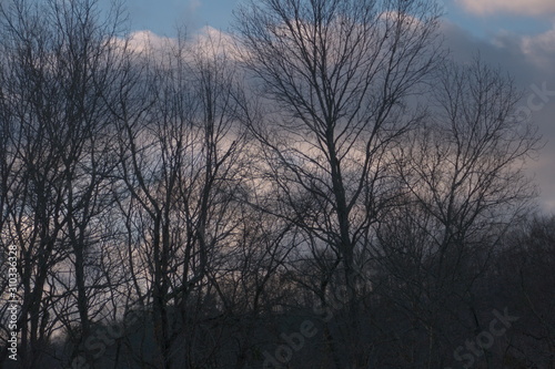 winter trees at sundown