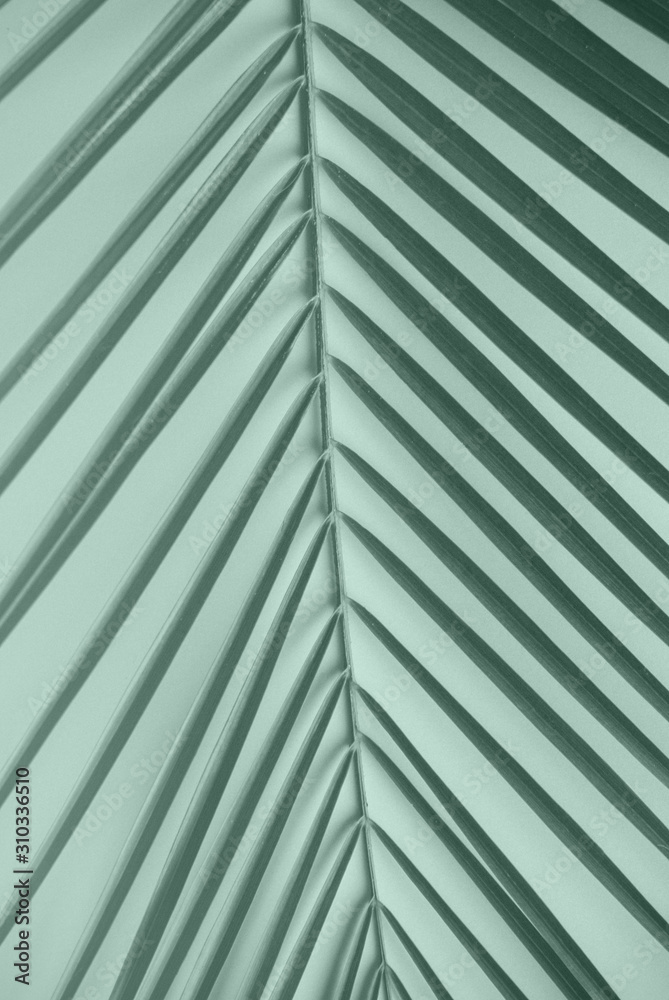 Coconut leaf on mint color background.