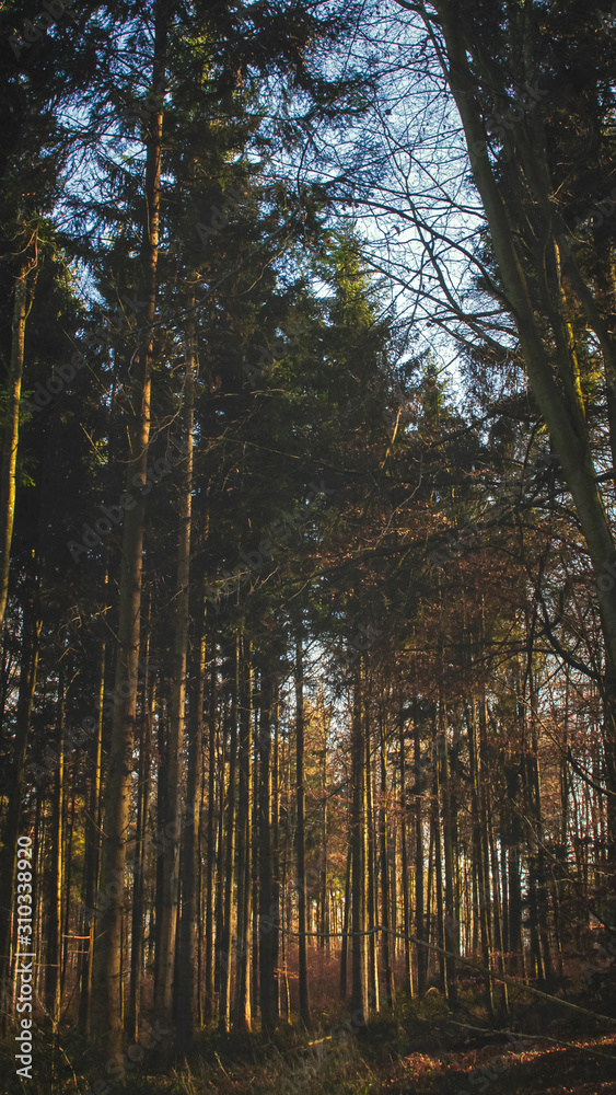 Fototapeta premium bosque al atardecer grandes pinos