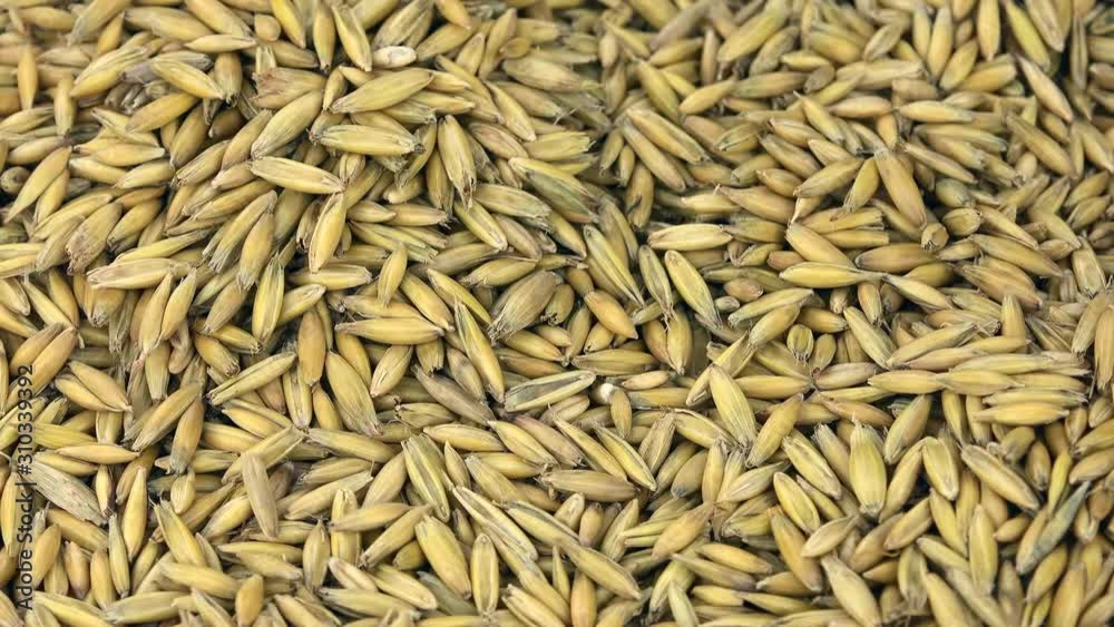 Portion of whole oat on a rotating plate (seamless loopable) Portion of whole oat on a rotating plate (seamless loopable)