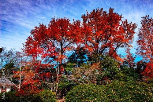 城山公園の紅葉