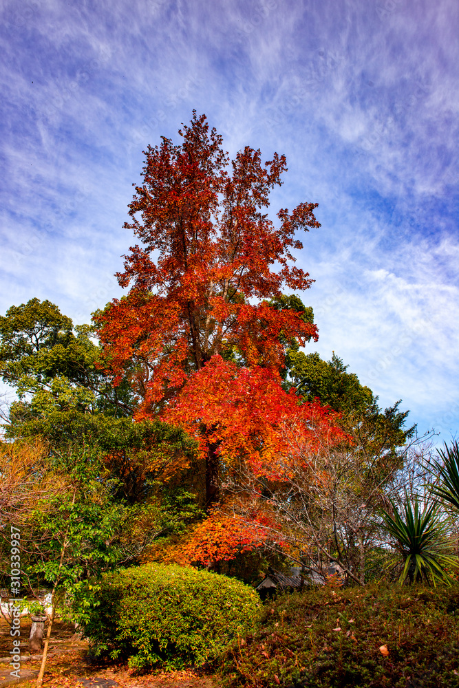 城山公園の紅葉