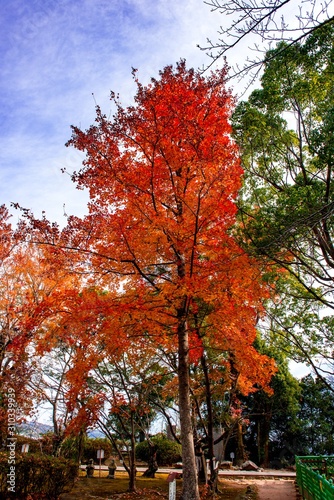 城山公園の紅葉