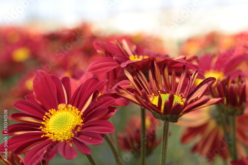 flowers on a background 