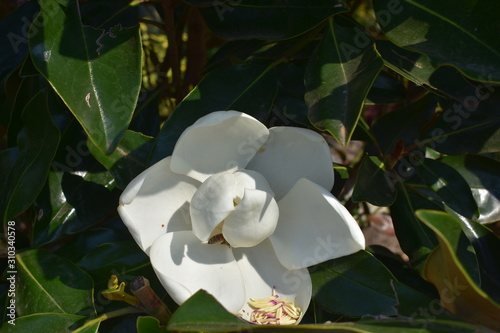 gorgeous flower