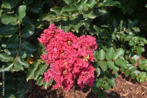red flower