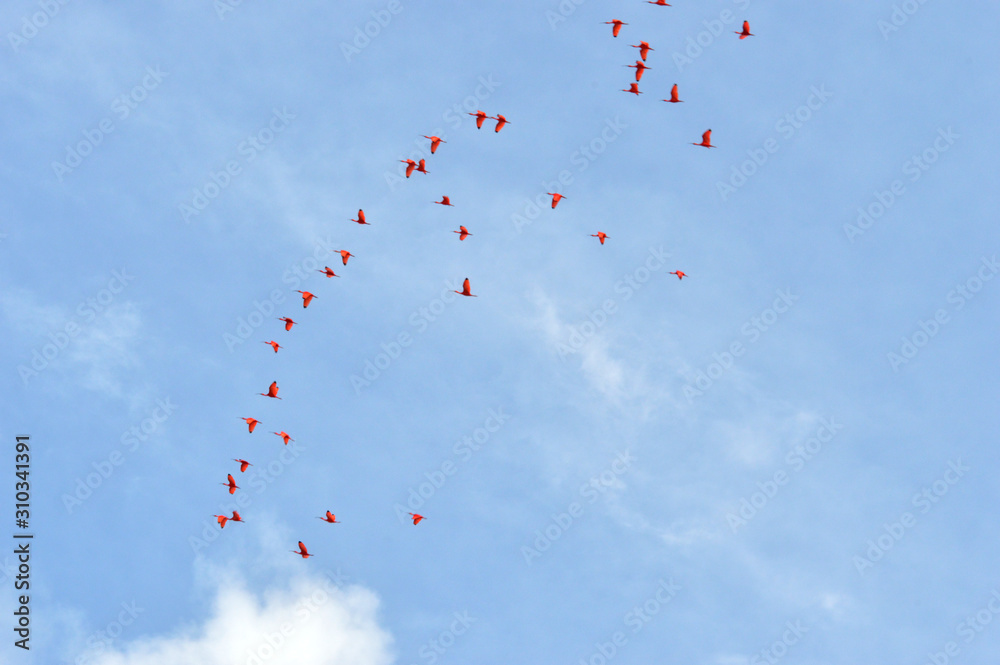 balloons in the sky balloons in the sky