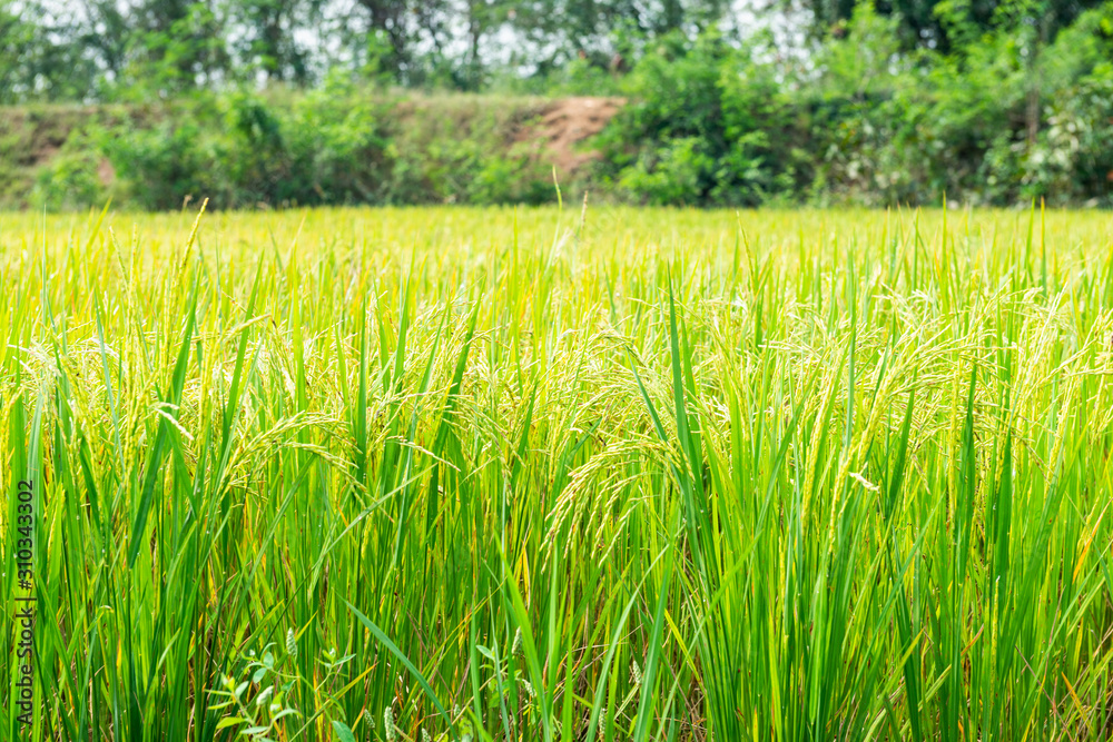 Obraz premium Rice field in local area of Thailand sunny day