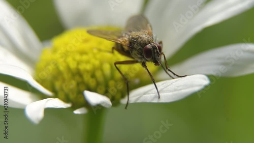 Fly on the flower.Close up. photo